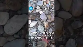 Ел бутерброд из хариуса? #рыбалка #fishing #рыба #река #лето #братьяПриходько #удочка #хариус