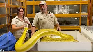 GIANT ANGRY SNAKE LAID EGGS😳