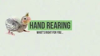 Hand Rearing - What's right for you