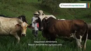 Beneficios y riesgos de los OGM