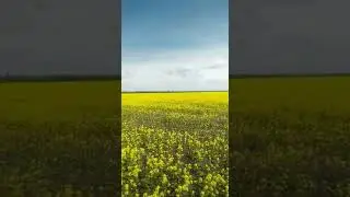 Пасека на горчице