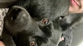 Back Door Dog Cam #3