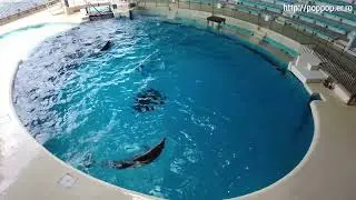 Dolphins,Kaikyokan Aquarium-Shimonoseki,Japan