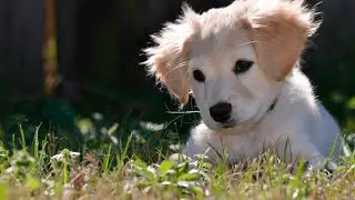 Cute dogs 🥰 Funny dogs 😄