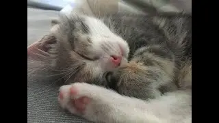 vwwwvwwssss