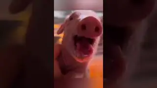 watch till the end, favorite ko na pamankin