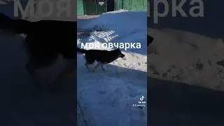 ХАСКИ АТАКУЙШЕН