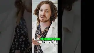 Hemp vs CBD Unleashing the Terpene Truth