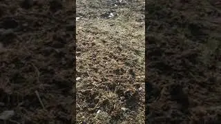 Удобрения люцерны