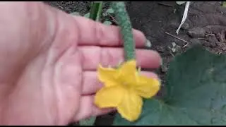 Что выросло в огурцах / Обзор томатов / Жизнь в селе.