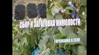 Жимолость собираю и заготавливаю.