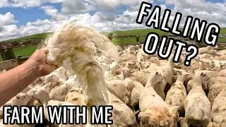 Why We're Quitting Wool - Can we farm sheep without wool?