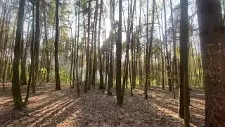 🌳 Лес
