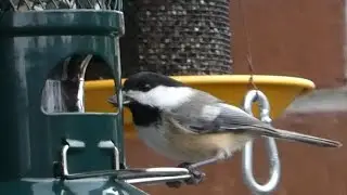 Black capped Chickadees at Squirrel Buster Feeder in December