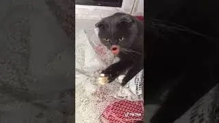 Кошка Муся