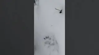Badger tracks in snow