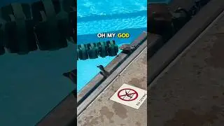 Baby duckling gets stuck in pool gutter 🦆