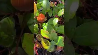 One Month After Transplant Wintergreen 