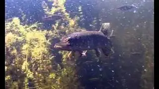Подводная охота - Underwater hunting