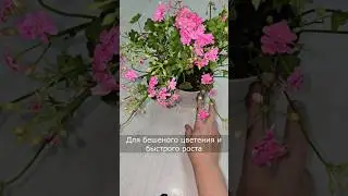 Любой цветок сразу зацветет пышной шапкой #цветы #герань #сад  #цветы