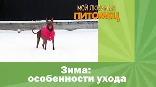 Зима: как меняется уход за собакой