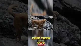 Dog Love Shorts #animals #animalshorts #shots #trending #trendingshorts #capture
