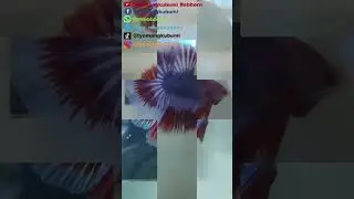 Foto Foto Ikan Cupang Halfmoon Mascot 