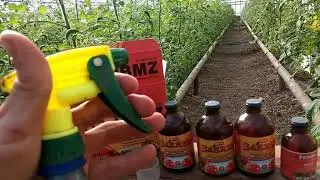 Помидорларни чанглатиш. 2-кисм