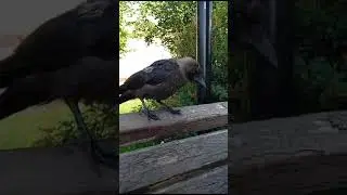 Подольский Галчонок