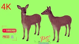 Deer Green screen video, Animal Green screen video!