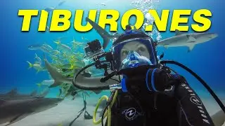 Mira Este Video Antes de Bucear con Tiburones