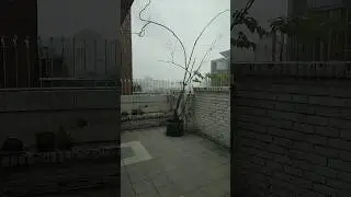 heavy rain rain dhaka 