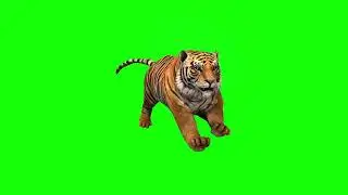 No copyright green screen Lion video //Apna Muchi