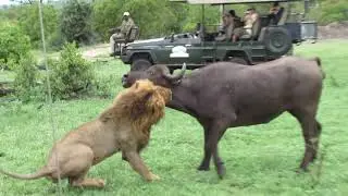 Fearless Male Lion attacks Buffalo Herd!!!