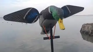 LUCKY DUCK MALLARD HDI WATERPROOF