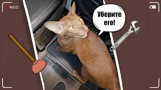 Как выгнать слесаря-сантехника?😺 #cat #funny #comedy #orientalcat