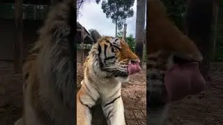 HUGE Tiger Says Hi