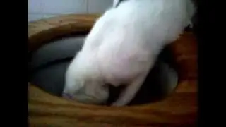 Toilet Cat 2