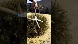 Посадка и стрижка растений в Одессе