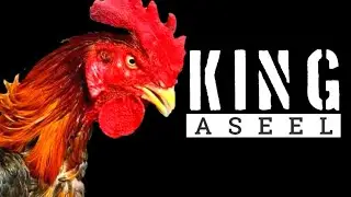 KING ASEEL FARM
