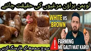 Lohmann Brown Farming Ki Asli Haqeeqat!| The Real Truth About Lohmann Brown Farming