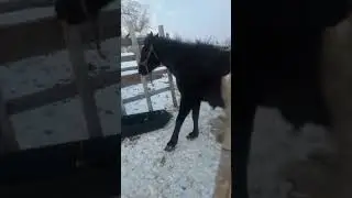 лошади будут стоять дома до апреля
