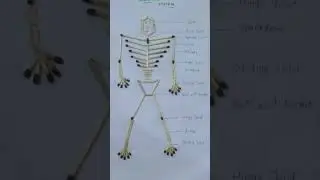Skeleton system l T L M l project work
