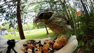 Ewan Dobson - Rose-Breasted Grosbeak (female and male)