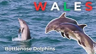 An Afternoon with Wild Dolphins in Wales
