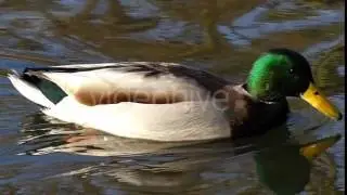a Green Headed Brown and White Duck Floating in Rippled River Waters While Seeking Food. Slow
