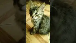 Рыбки🐠🐟🐱и Жулька