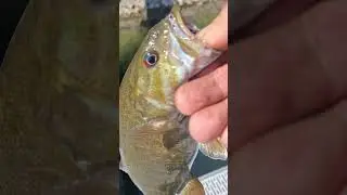 CHOLO FISHING  #fishing #shorts