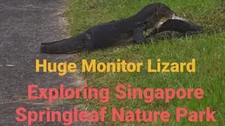 Exploring Springleaf Nature Park  Singapore 🇸🇬/ Huge Monitor Lizard