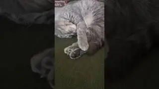 Кот Дымок отдыхает #cats